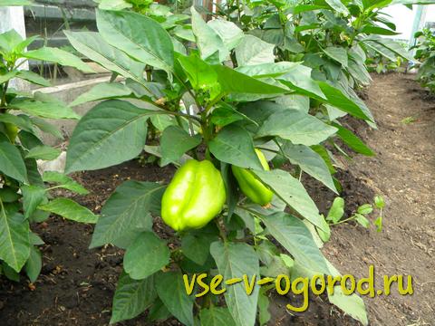 Выращивание болгарского перца, посадка перца, выбор цвета