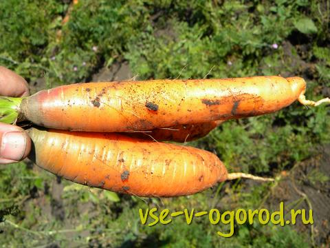 посадка моркови, сорта моркови, закалка семян, выращивание моркови, когда сажать морковь