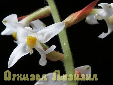 орхидея лудизия, сорт орхидеи