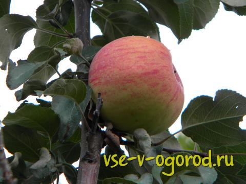 Как из семян вырастить яблоню, Пошаговое руководство по выращиванию, яблони из семечка