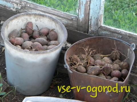 правильное проращивание, обработка клубней картофеля перед посадкой, обработка картофеля перед посадкой