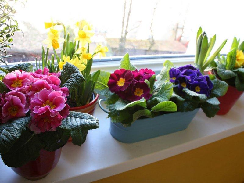 весенние цветы в горшках на окне