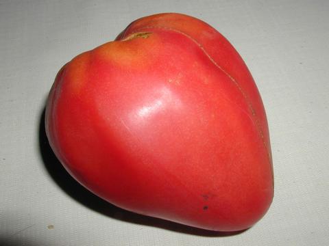 Популярные сорта томатов в 2014 году