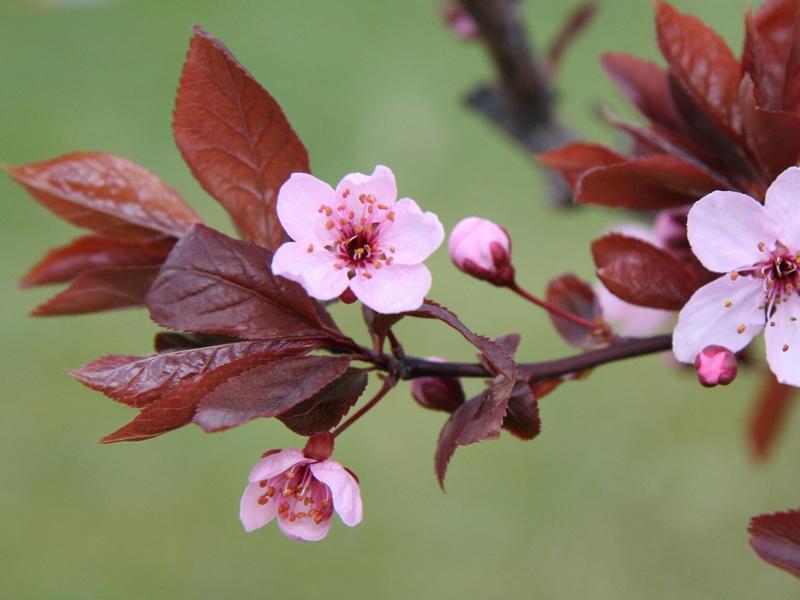 красивые цветки вишни, как сохранить красоту цветов