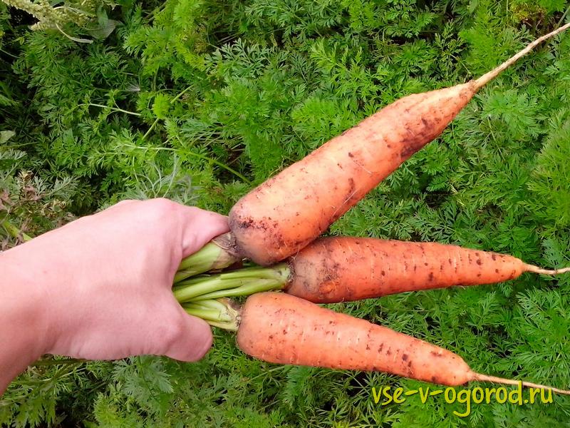 как ухаживать за морковью