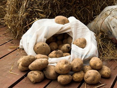 Хранение картофеля в буртах