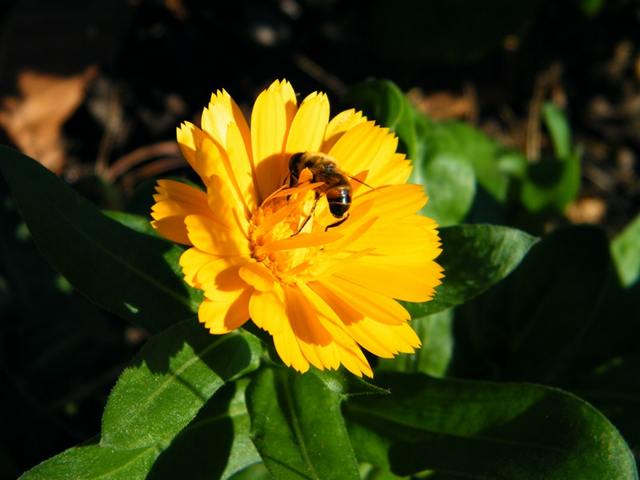 Пчелка опыляет цветок календулы
