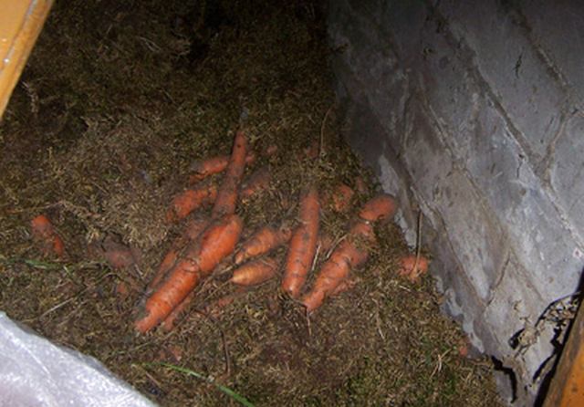 Болезни моркови в период хранения, сухая гниль, войлочная гниль, белая гниль