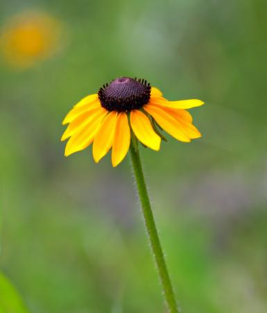 Rudbeckia hirta