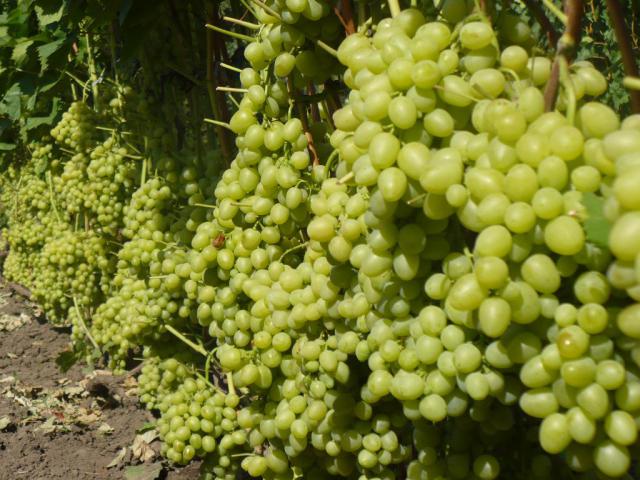 саженцы столового винограда, выращивание столового винограда, сорта столового винограда
