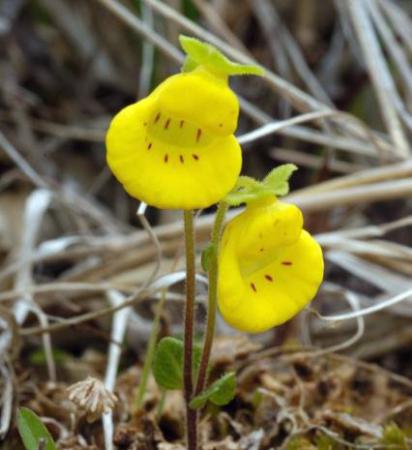 Calceolaria