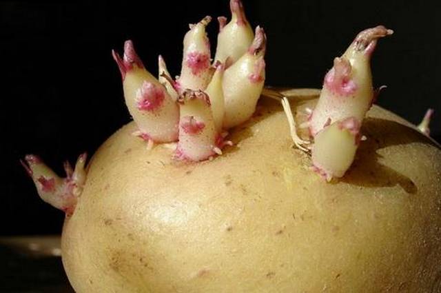 Как получить здоровый семенной материал картофеля?