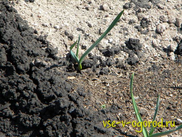 Почва для рассады, выращивание овощей, адаптация рассады