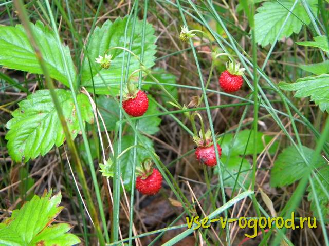  , , Fragaria