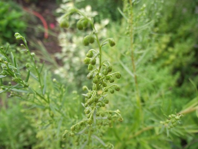 Artemisia dracunculus