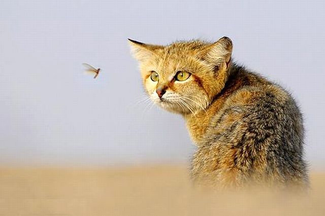 Коты тоже ненавидят комаров