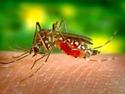 Как избавиться от комаров на участке?