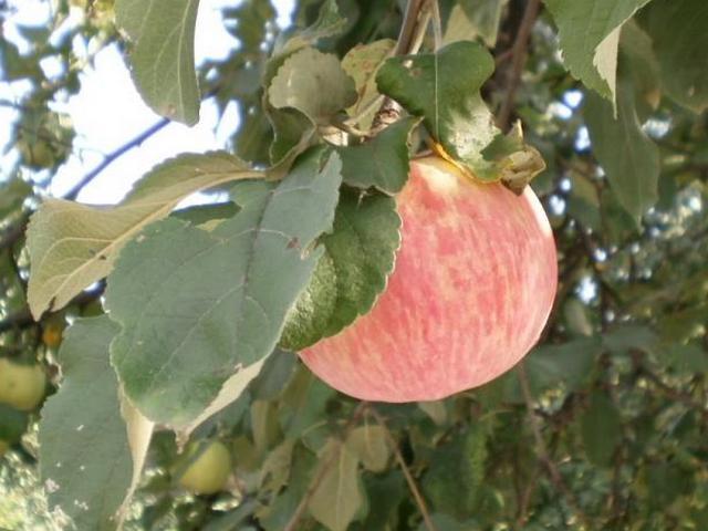 Сорт яблони «Коричное полосатое»