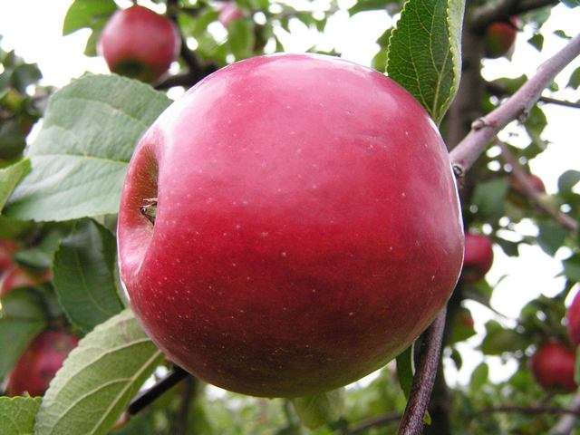 Сорт яблони «Анис алый»