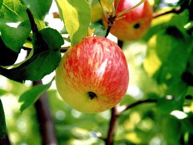 Сорт яблони «Боровинка»
