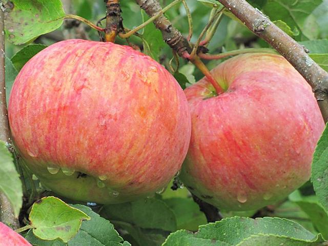 Сорт яблони «Десертное Петрова»