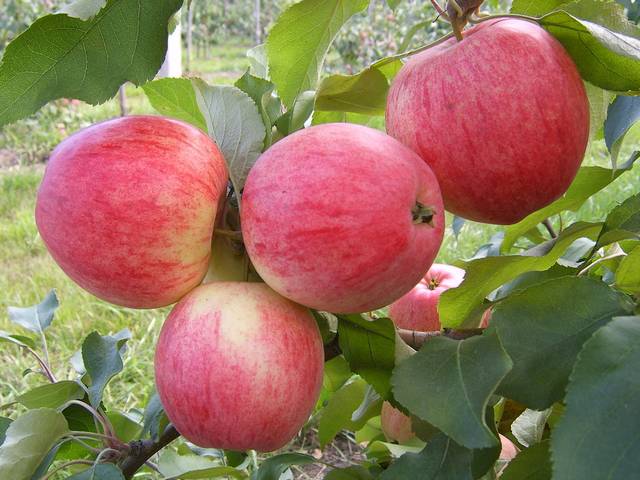 Сорт яблони «Мелба»