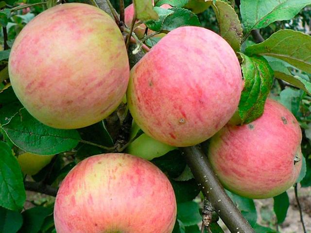 Сорт яблони «Осеннее полосатое»