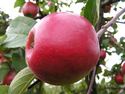 Осенние сорта яблонь