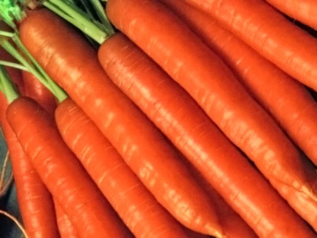 Посадка моркови, под зиму, подзимняя посадка, морозоустойчивые сорта