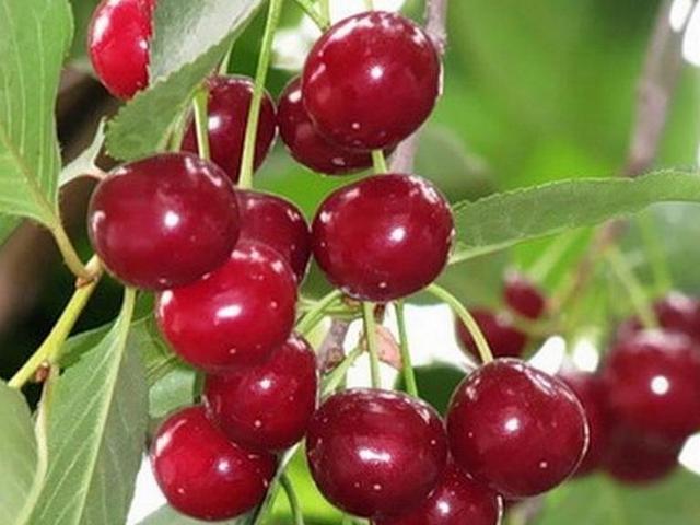 Сорт вишни Уральская рубиновая
