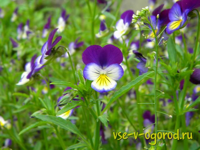 Синевато-фиолетовый цветок анютиных глазок