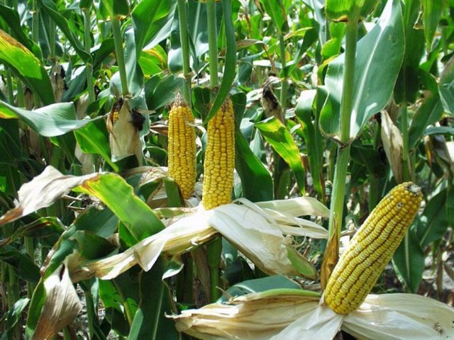как посадить кукурузу, сорта обыкновенной кукурузы, место под посадку кукурузы, когда сажать кукурузу, посадка кукурузы на рассаду, обработка семян кукурузы перед посадкой, посадка кукурузы в грунт, уход за кукурузой
