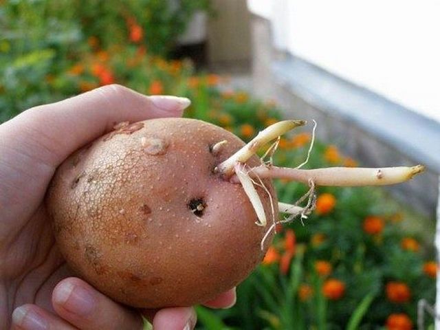 Этиолированные ростки картофеля