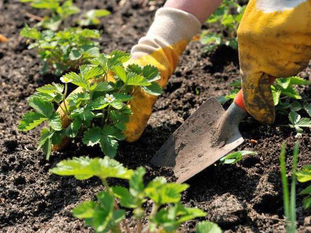 Способы посадки садовой земляники
