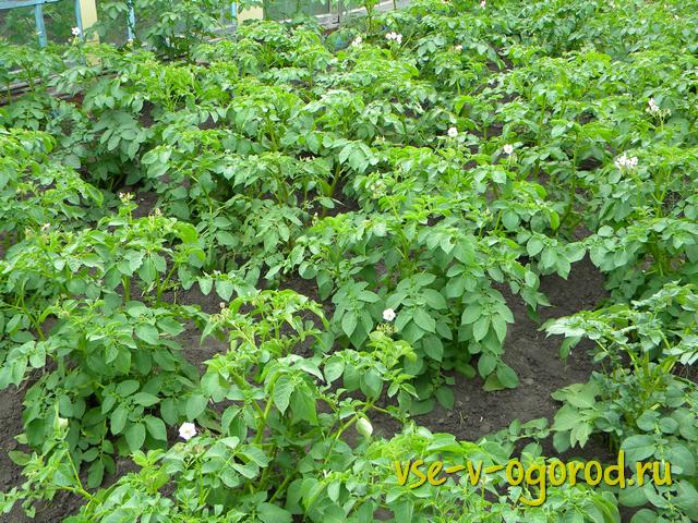 Подготовка почвы и семян картофеля