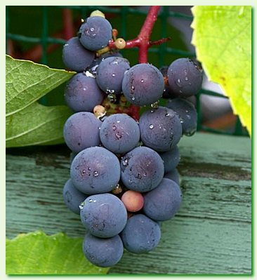 урожайность винограда, сажаем виноград, возделывание лозы