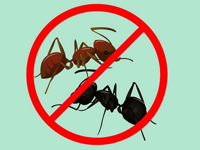 как избавиться от муравьев на участке, как бороться с муравьями, муравьи на даче как избавиться, как избавиться от садовых муравьев, муравьи на грядках как избавиться, как бороться с садовыми муравьями, муравьи на деревьях как избавиться, муравьи в с
