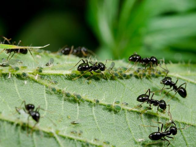 муравьи на листьях 