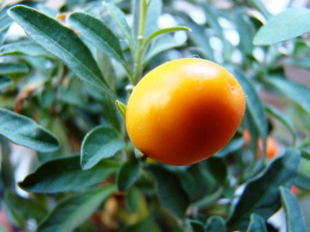 Секрет выращивания томатов на окне