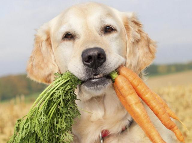 Собакам тоже нужны овощи в рационе питания