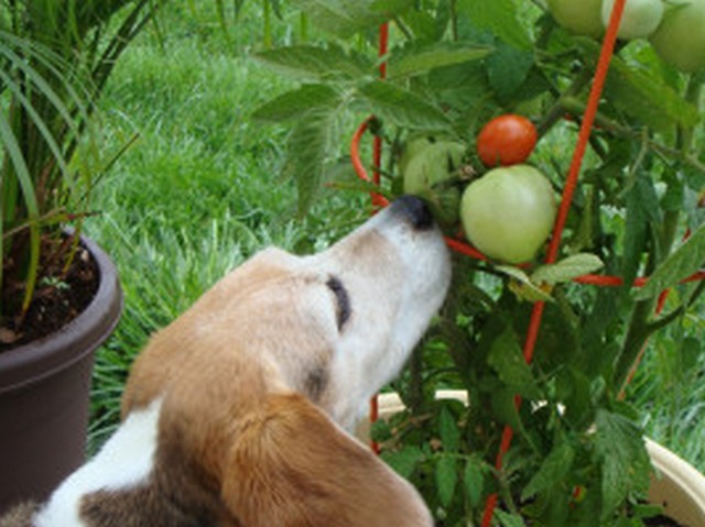 Собака не должна иметь доступ к зеленым томатам