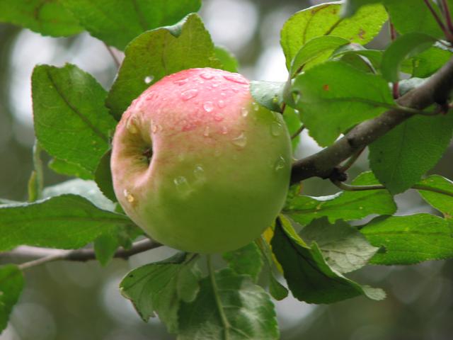 Популярные сорта зимостойких яблок