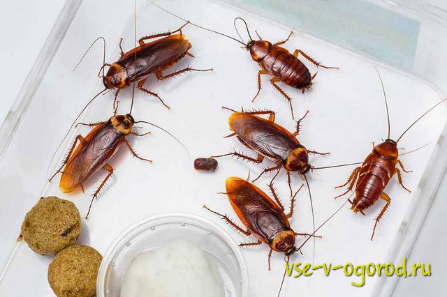Тараканы с приготовленным для них ядом