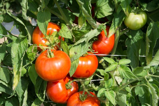 Как выбрать томаты для урожая?