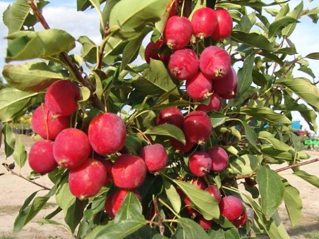 Выращивание сортов Райской яблони