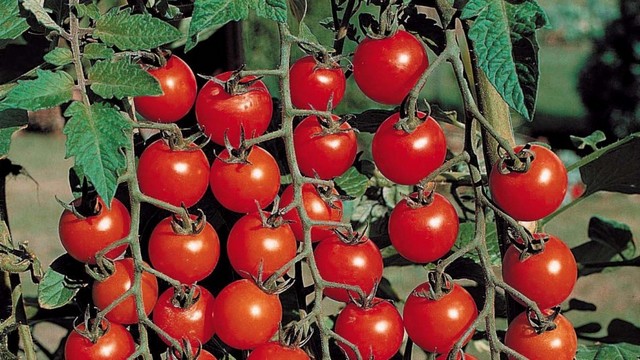 Популярные сорта томатов на 2017 год