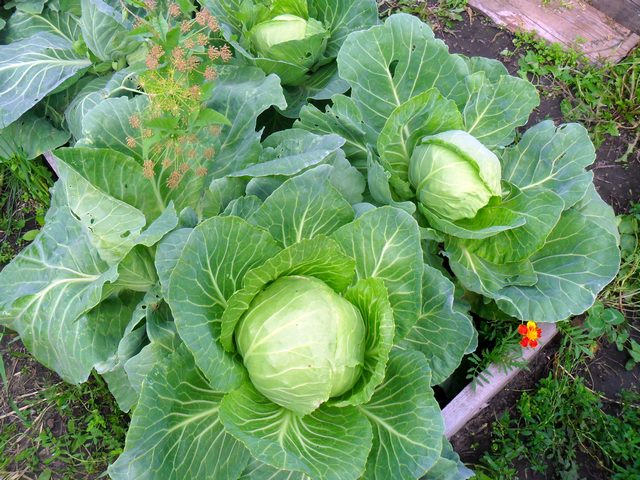 Выращивание белокочанной капусты раннего сорта, Способы выращивания рассады ранней капусты, Удобрение для капусты