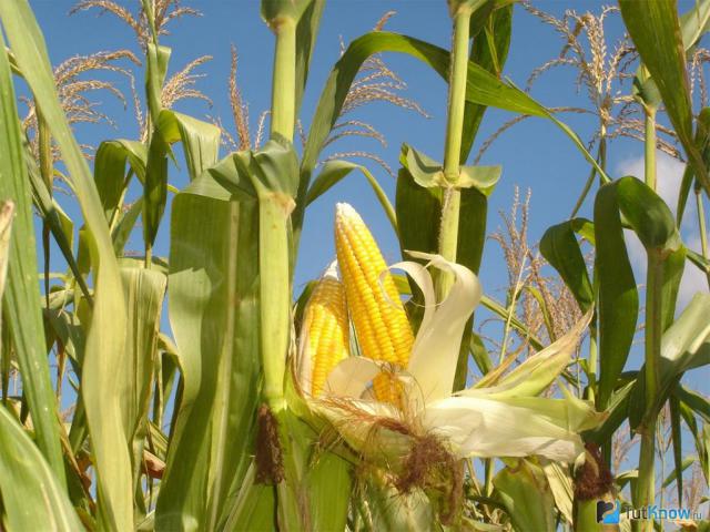 История Уфимской кукурузы