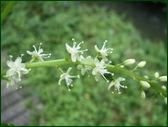 Anredera cordifolia