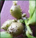 картофель бедняка, Anredera cordifolia, урожайность клубней
